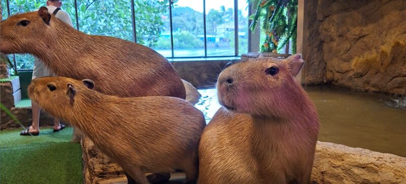 קפה קפיברה בקוסמוי